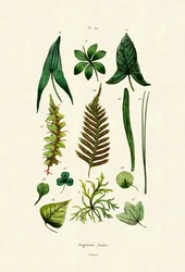 Pflanzen